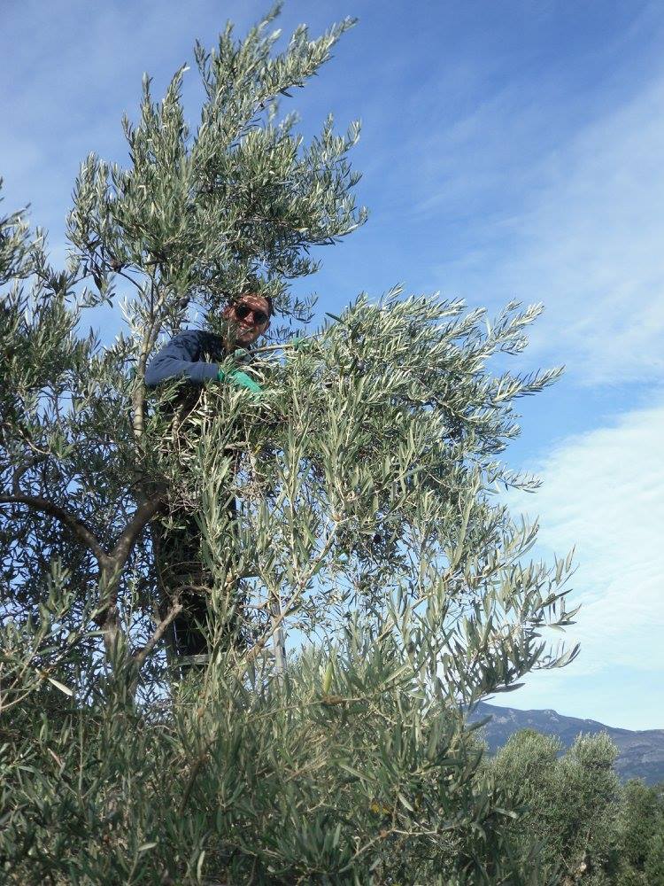 Olive Trees Planted as a Memorial and Celebrations