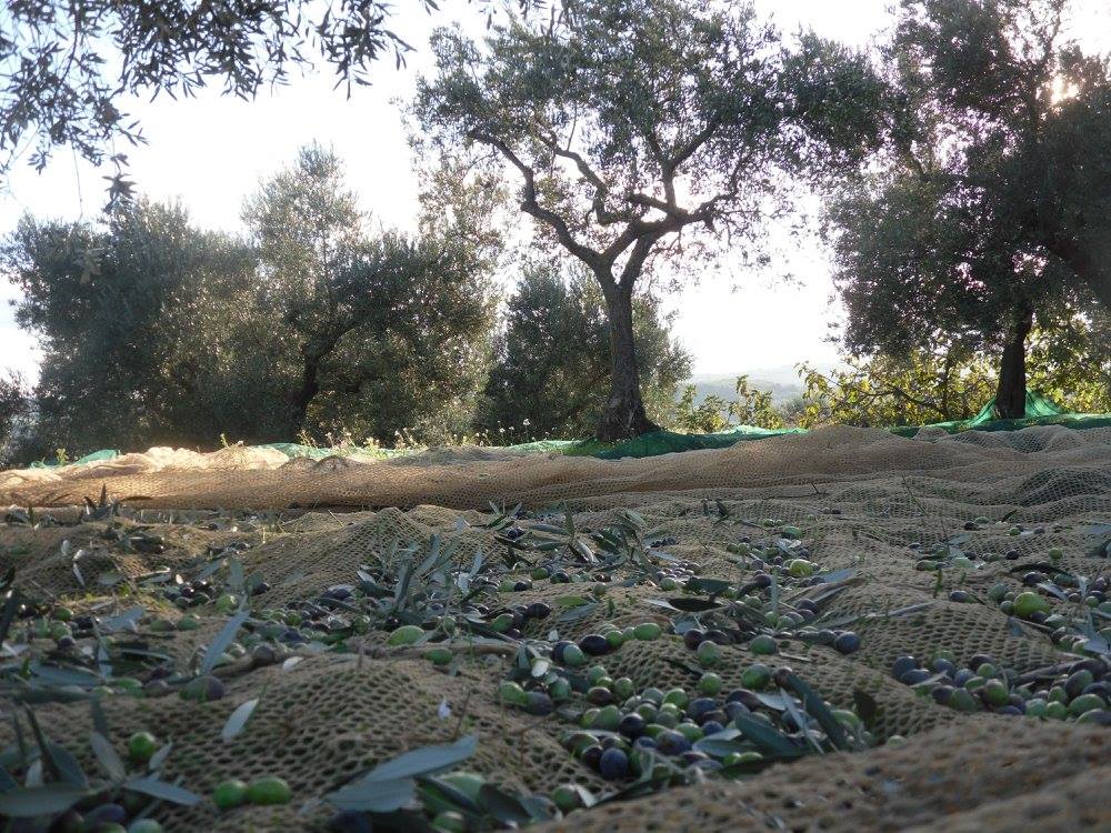 Region Abruzzo Olive Groves Tocco da Casauria, Abruzzo, Province of Pescara, Italy