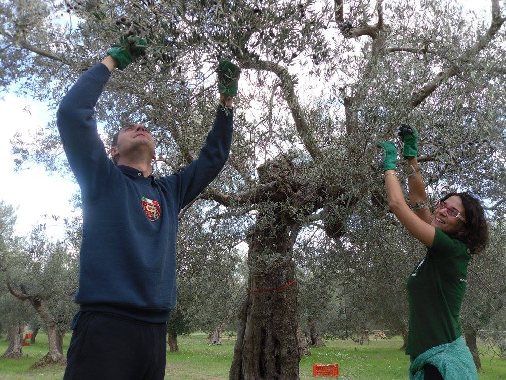 Italian Tocco da Casauria, Abruzzo, Province of Pescara, Italy Olive Groves
