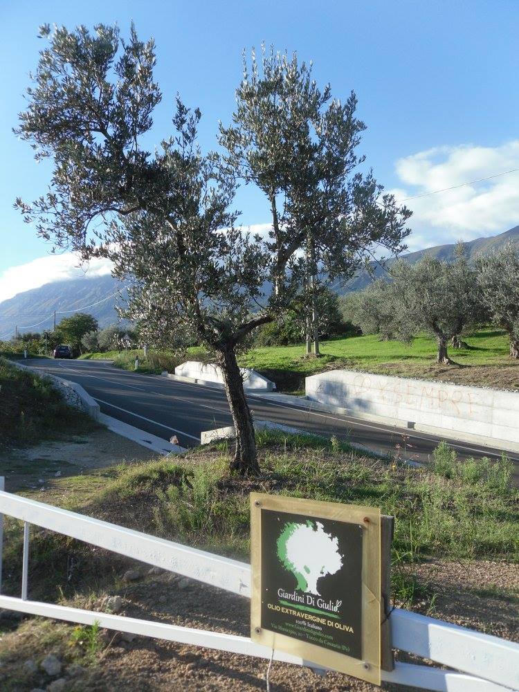 Abruzzo Olive Groves