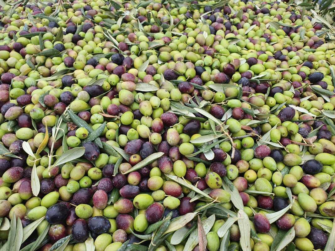 Plant Milestone Trees, Memory Olive Trees In Puglia Italy & Sicily