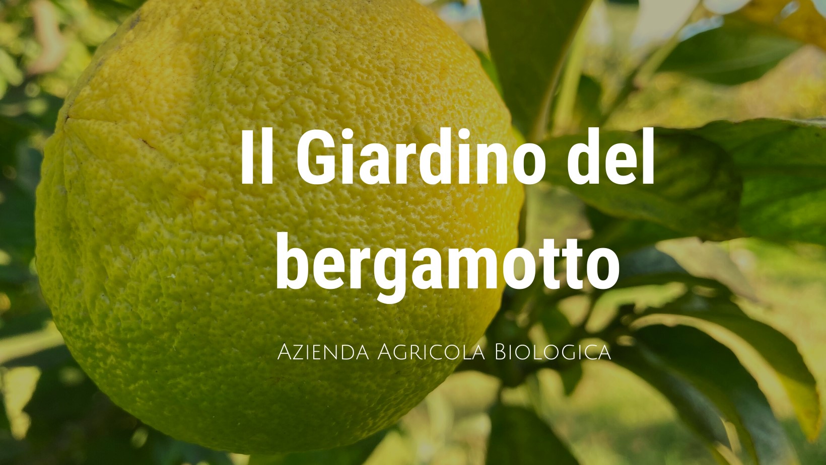 Plant Milestone Trees, Memory Trees In Reggio Calabria Italy & Sicily