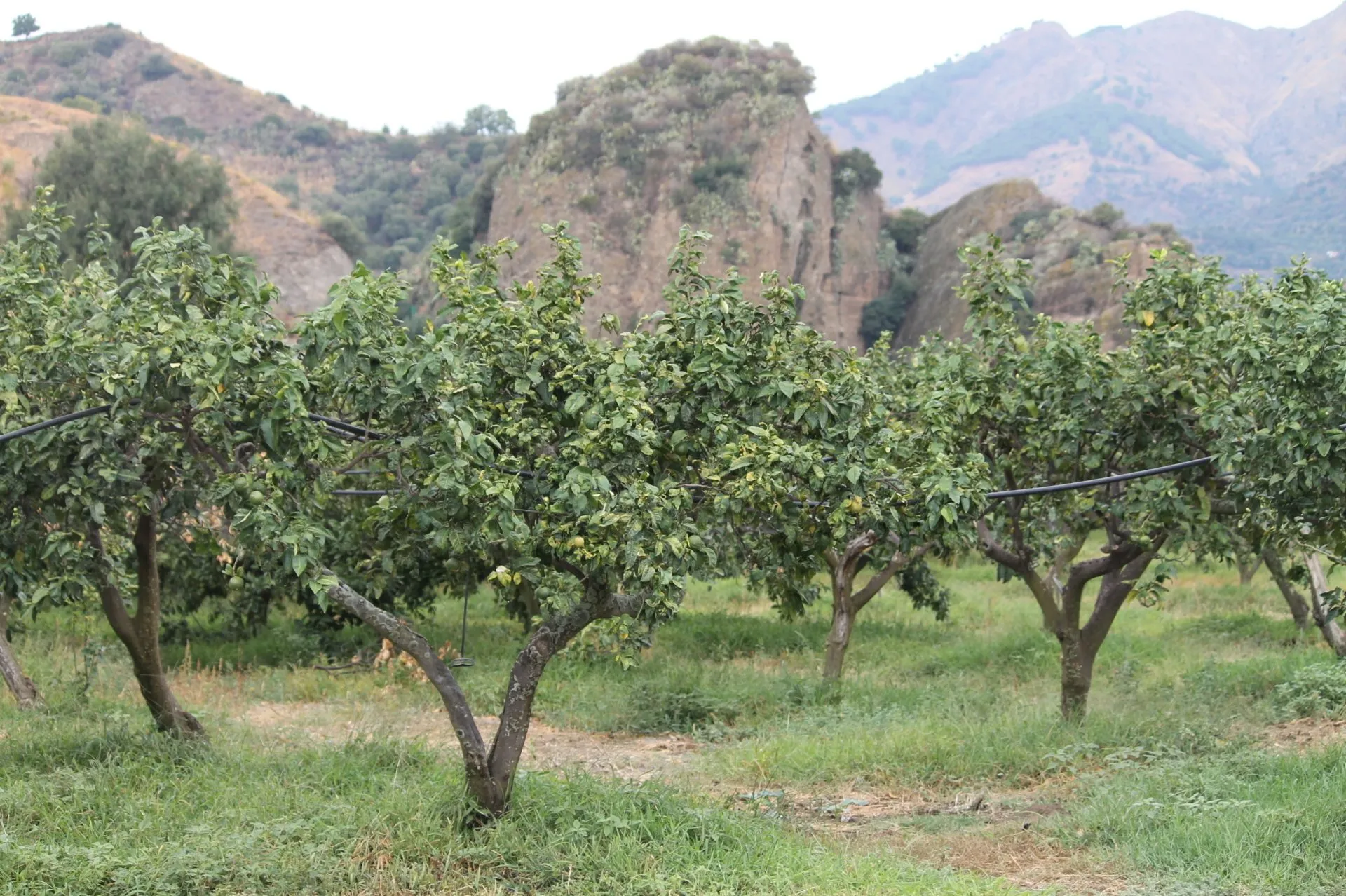 Vineyard Plant tree in Olive Grove
