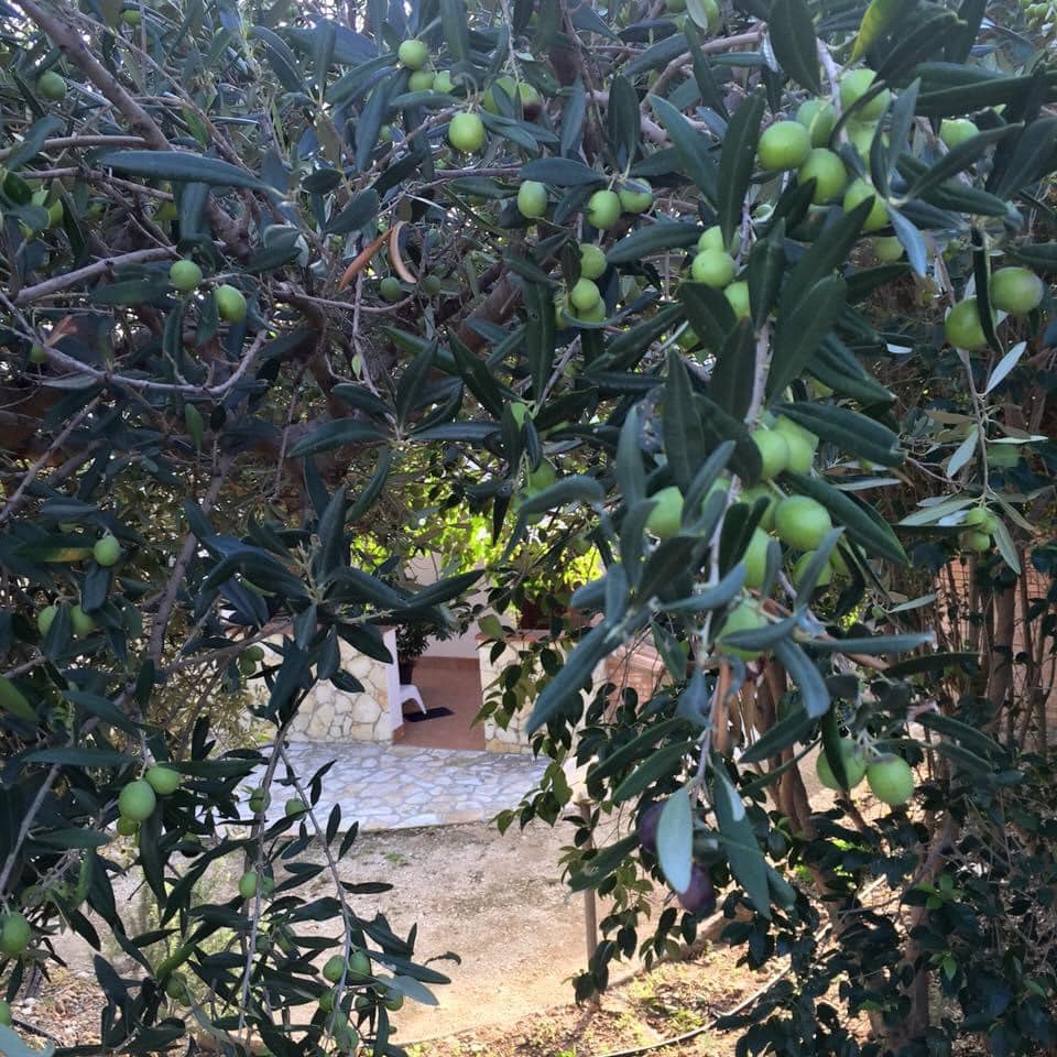 Castellammare del Golfo Olive Groves