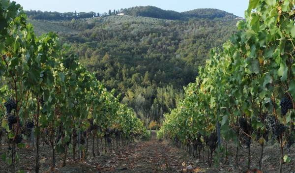 La Querce Vineyard & Olive Groves