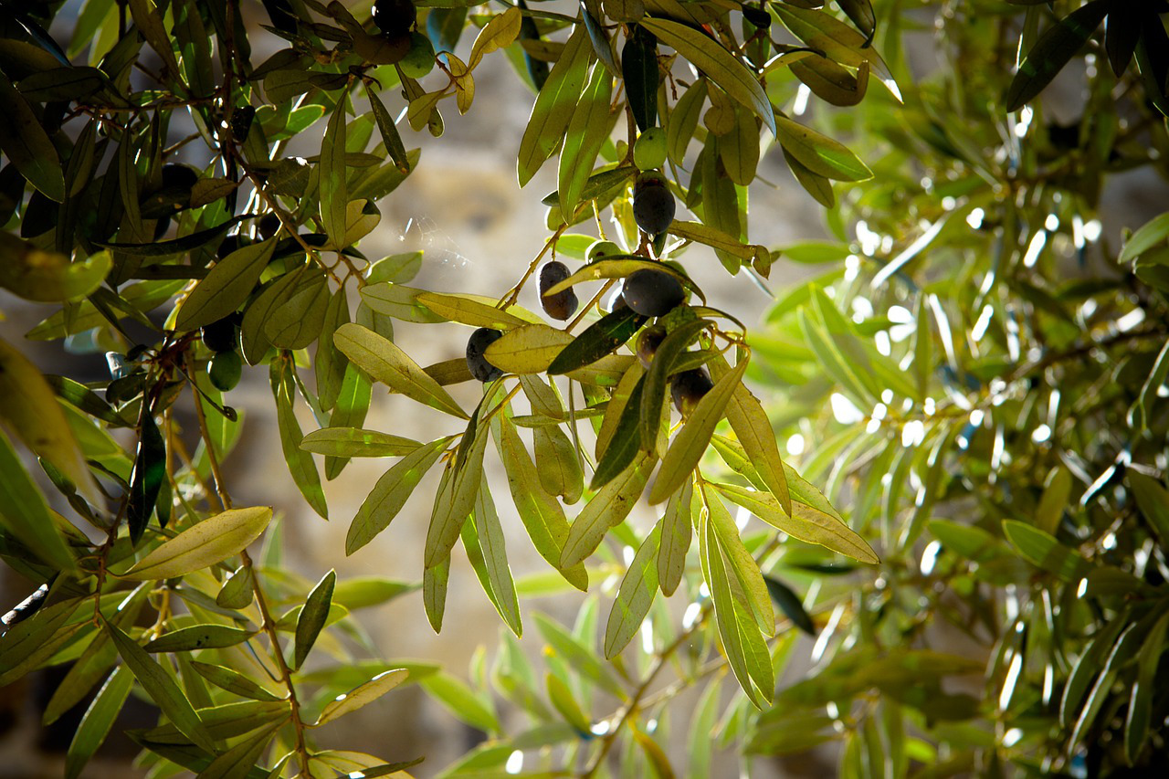 Olive Tree Memorial