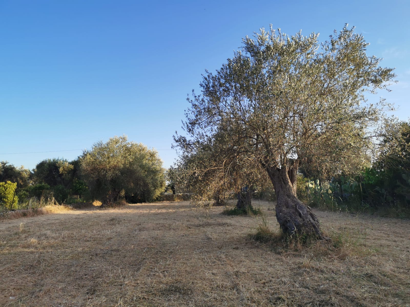 Plant Milestone Trees, Memory Trees In Italy & Sicily