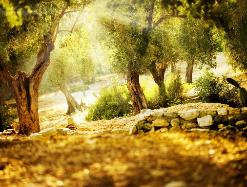 Olive Tree Memorial