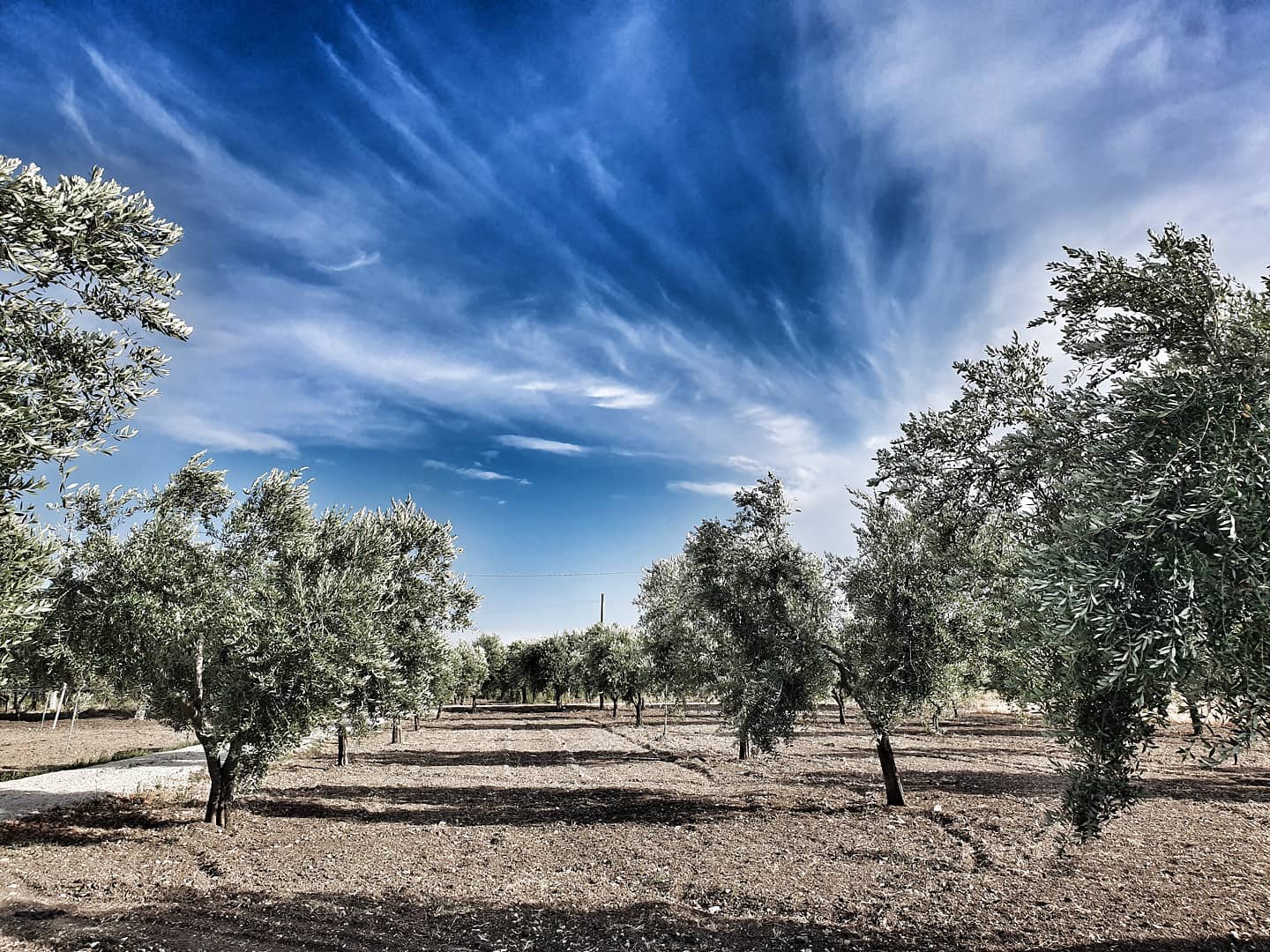 A mystical & wise Olive Tree in Puglia #Italy